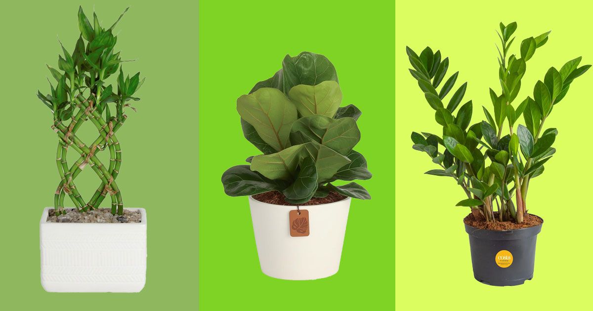 45 Best Indoor Plants on Amazon 2023 Fiddle Leaf and More The Strategist