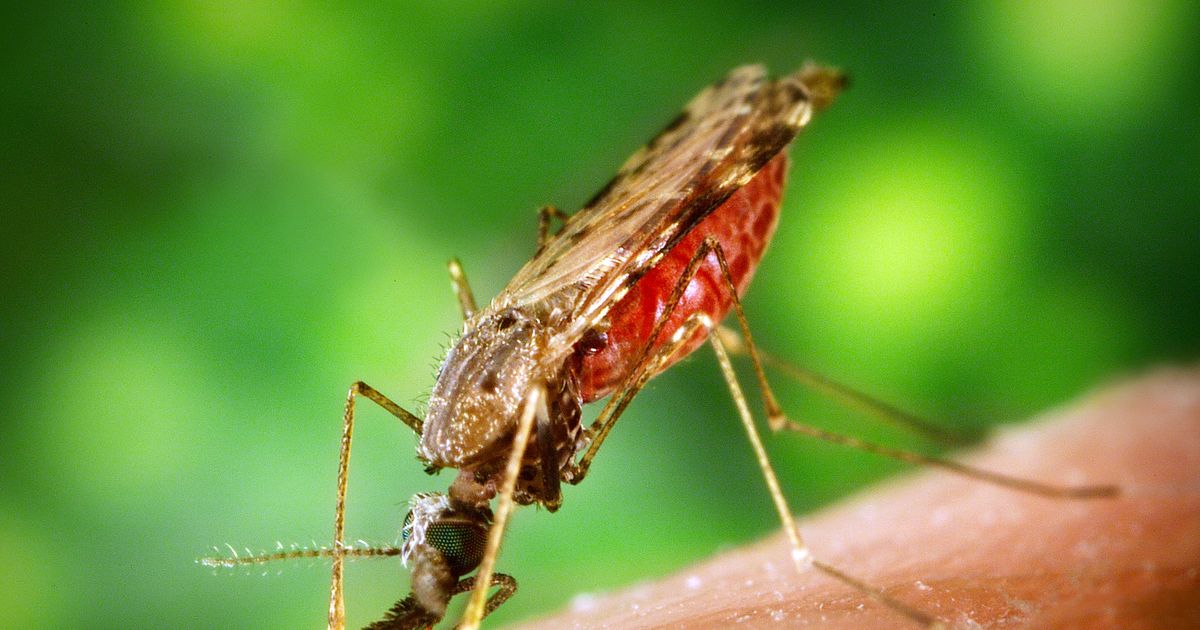 Scientist Gives Insect Borne Disease To Wife During Sex Makes Virological History 8716