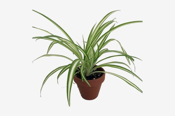 Ocean Spider Plant