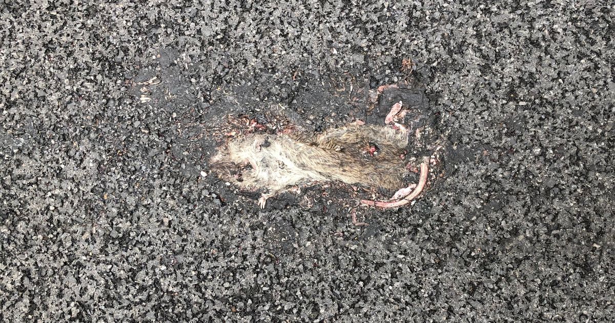 More Rats Are Showing Up as Roadkill in New York City