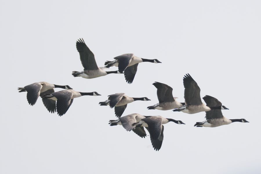 Bird Flu at Georgica Pond?