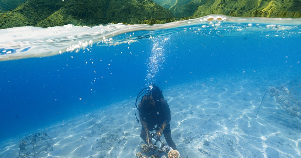 ‘Like Putting a Piece of Hope Back in the Ocean’