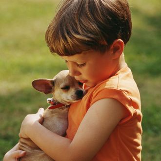 Boy (5-7) embracing chihuahua, close-up