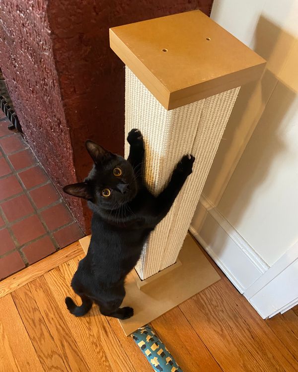 A black cat standing upright next to a beige scratching post.