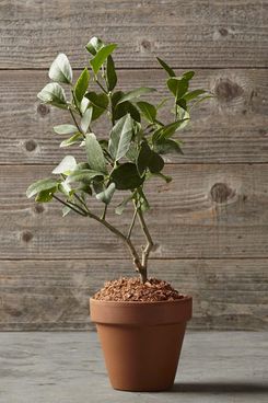 Meyer Lemon Tree in Terracotta Pot