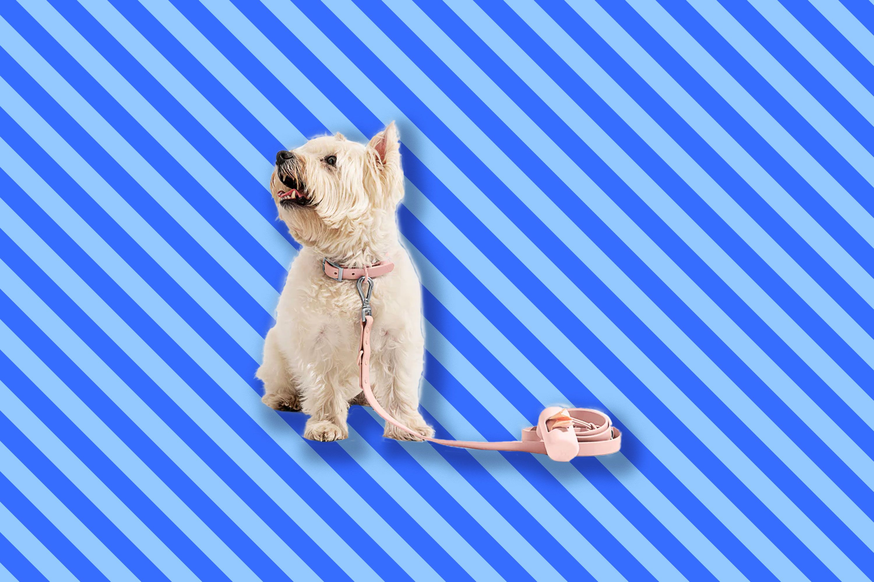 Gift of the Day: A Status Dog Leash