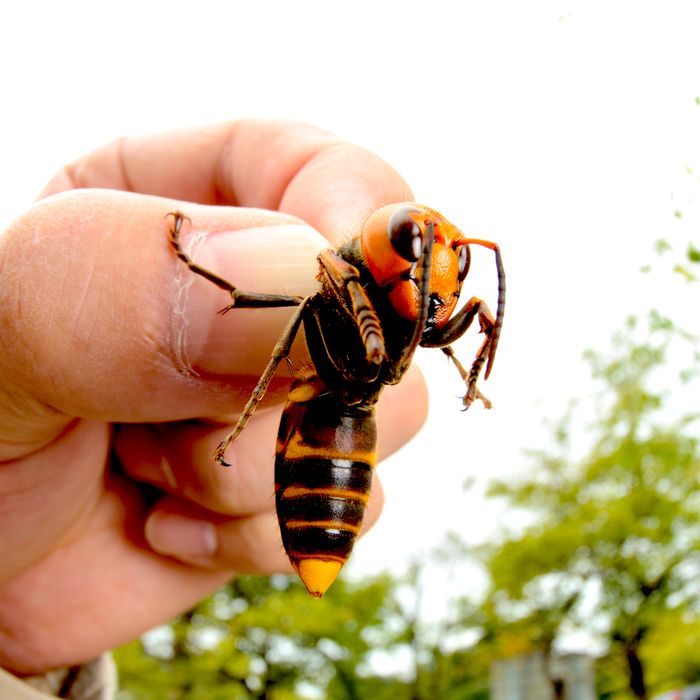 ‘murder Hornets ’ A K A Asian Giant Hornets Arrive In U S