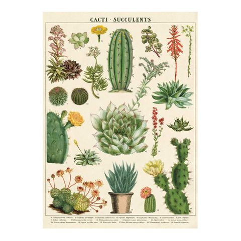 Cavallini Decorative Wrap Poster, Cacti & Succulents