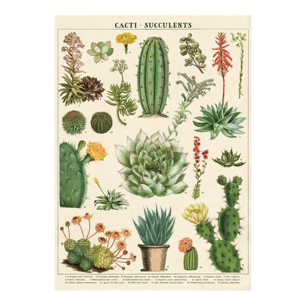 Cavallini Decorative Wrap Poster, Cacti & Succulents