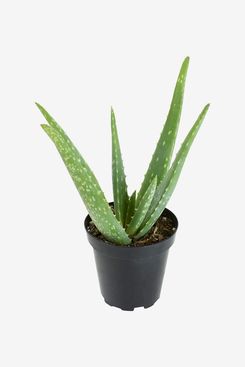 Plants for Pets Live Aloe Plant