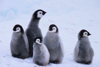 World Wildlife Fund Emperor Penguin Adoption Kit