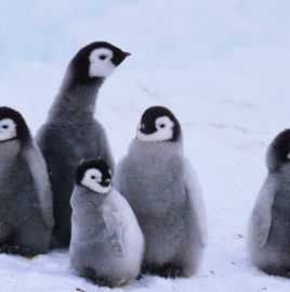 World Wildlife Fund Emperor Penguin Adoption Kit