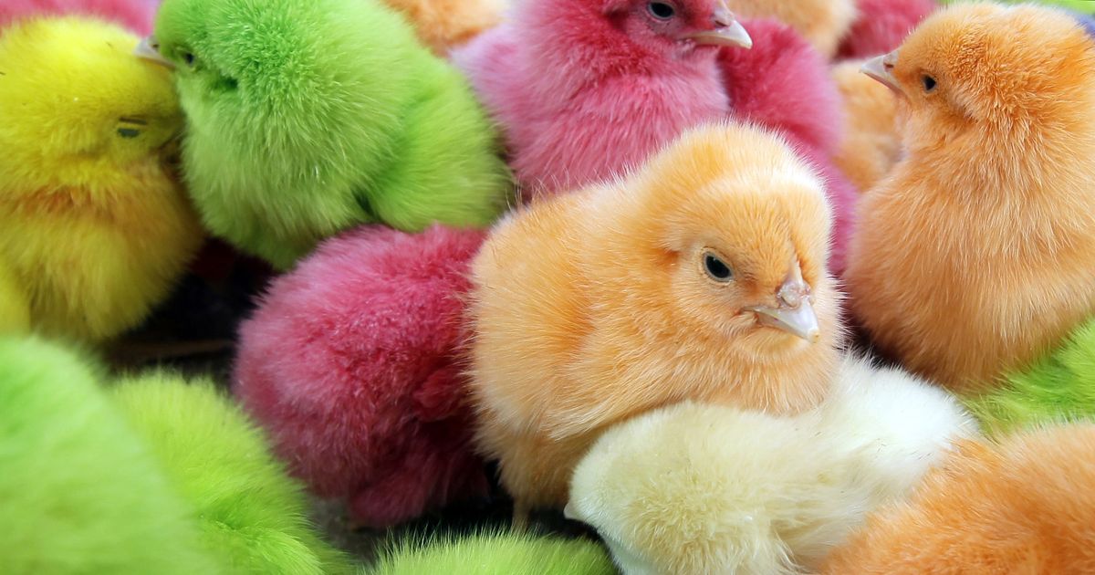 ’Tis the Season for the Funky-Colored Chicks Controversy