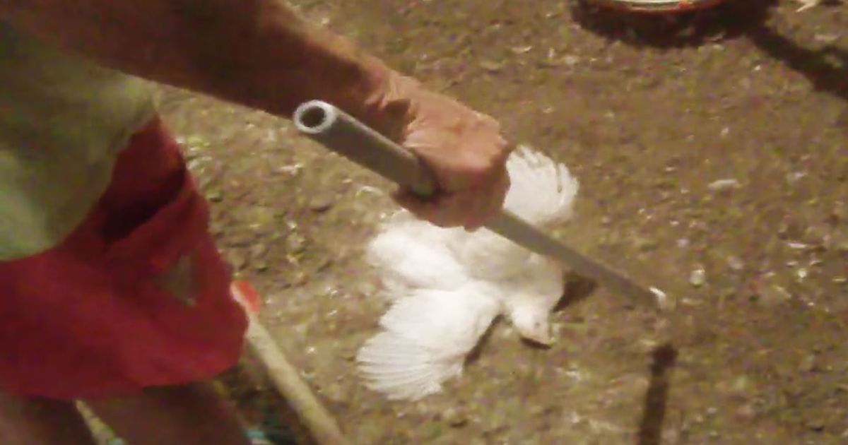 A McDonald’s Chicken Supplier Pleaded Guilty to Animal Cruelty