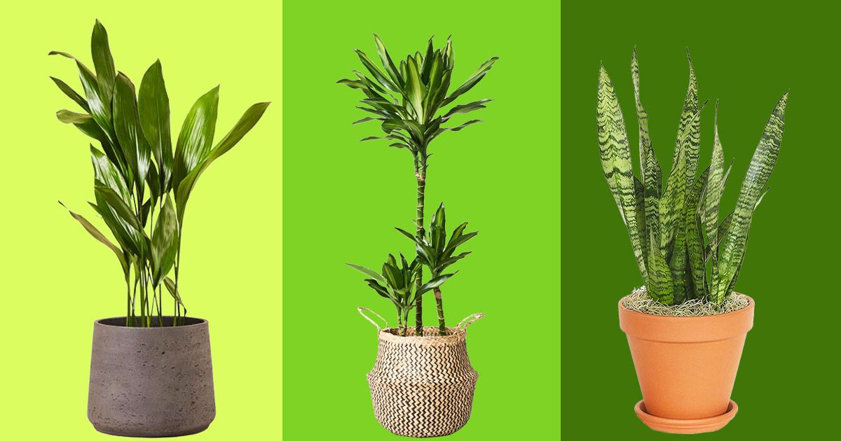 6 Best Plants for Balconies and Patios 2022 The Strategist