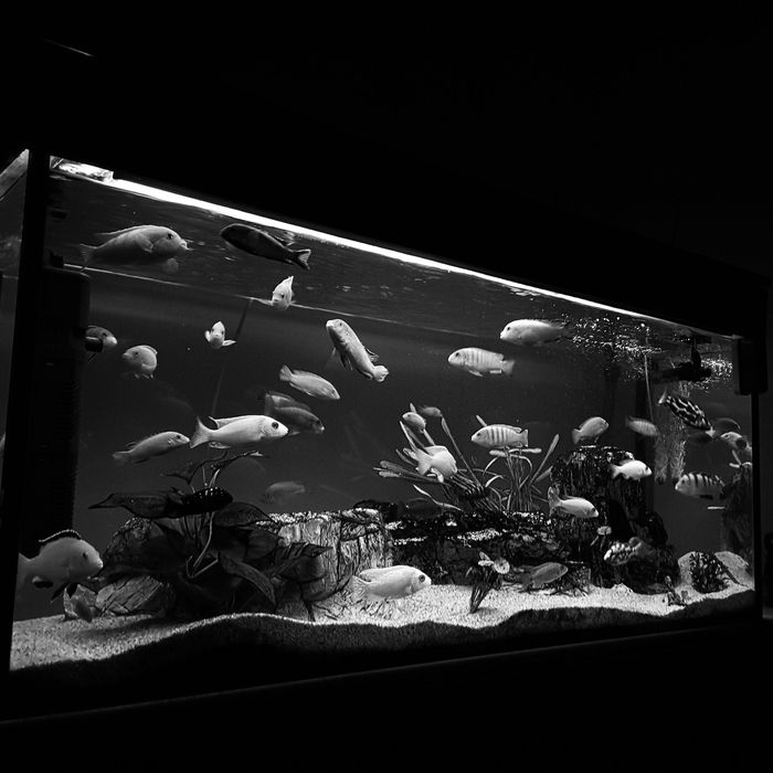 Fish tank.