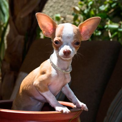 Couple Flying to Vegas Shocked to Find Their Chihuahua Hiding