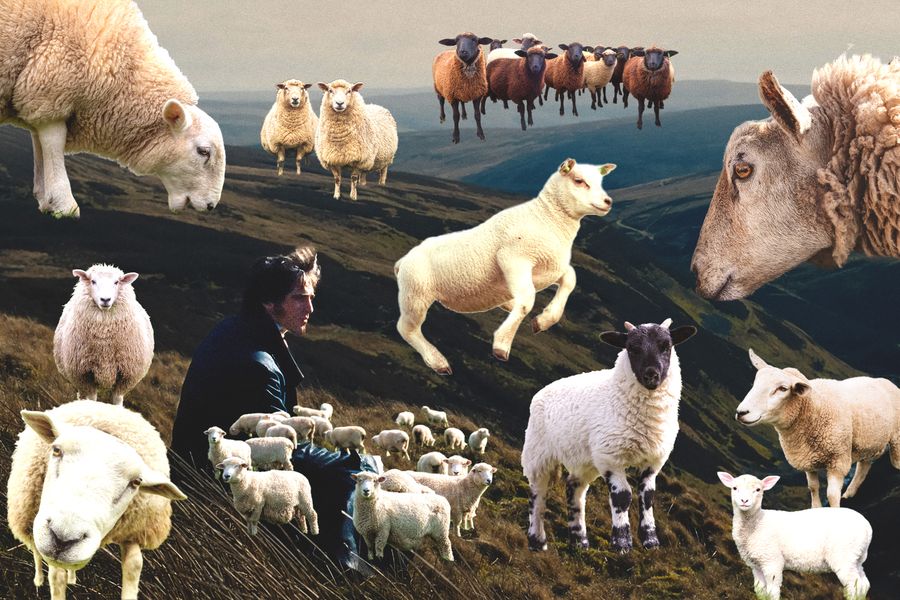 The Best Parts of Period Dramas Are the Sheep