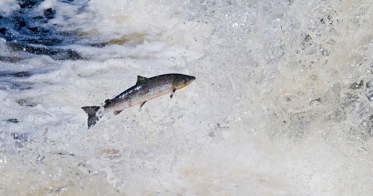 Shockingly huge' steelhead salmon escape fish farm, threatening