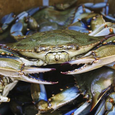 Blue E. Crab says: Accept no substitutes.