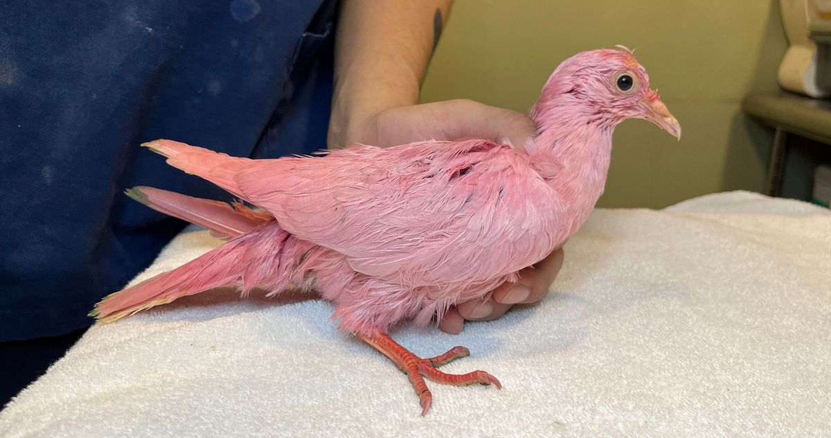 Pigeonsdoingthings Police caught a pigeon wearing a tiny backpack