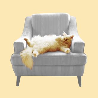 Cat lying in armchair