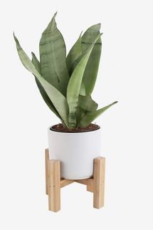Costa Farms Snake Plant, with Mid-Century Modern Planter and Plant Stand