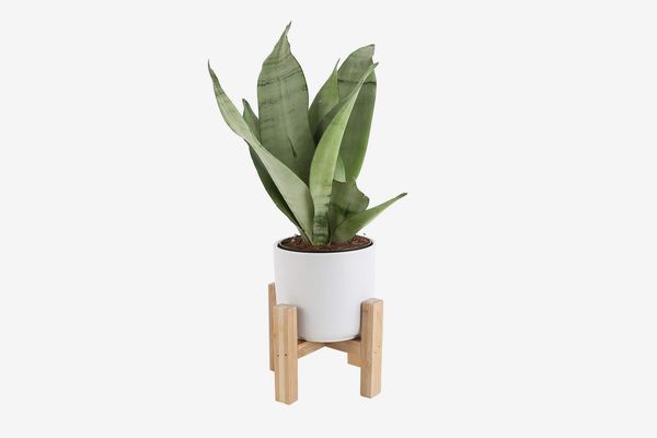 Costa Farms Snake Plant, Sansevieria