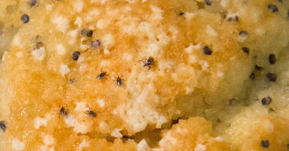 CDC Apologizes for TickFilled PoppySeedMuffin Tweet