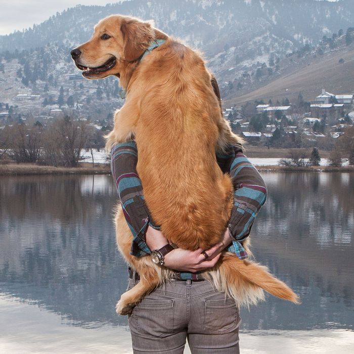 do dogs know who their human parents are