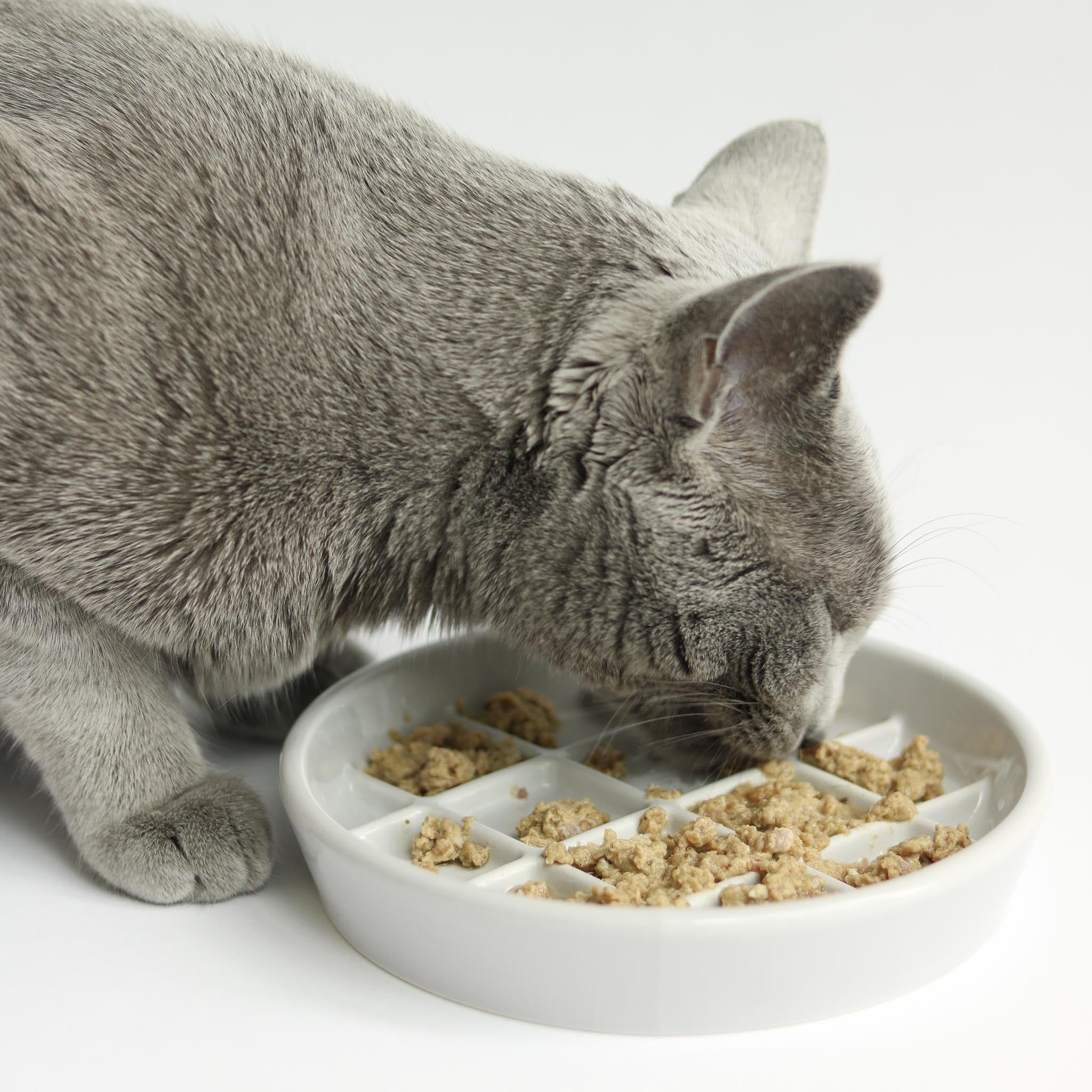 13 Best Food Puzzles for Cats and Dogs 2022 | The Strategist