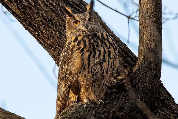 Zoo says'most renowned owl in the world,' Flaco, dies. 