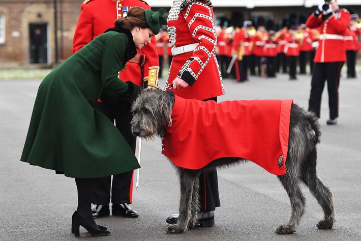 Irish Wolfhound.