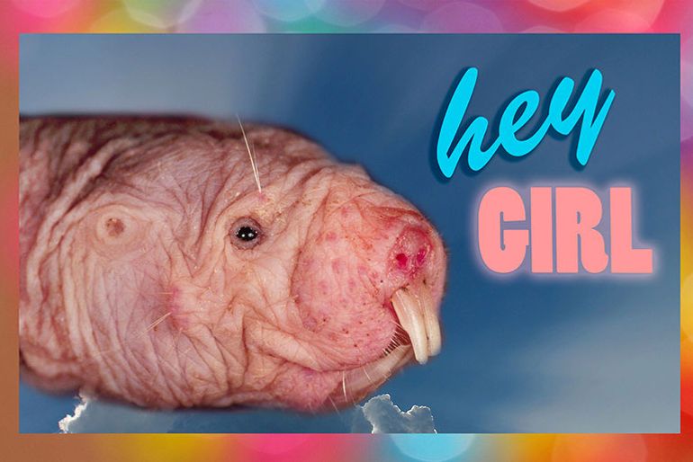 Canadian Group Tells Teens To Send Mole Rat Pics Not Nudes