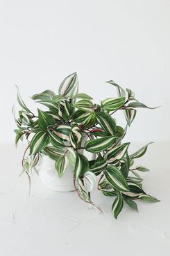 Small Variegated Faux Wandering Jew Hanging Bush - 12