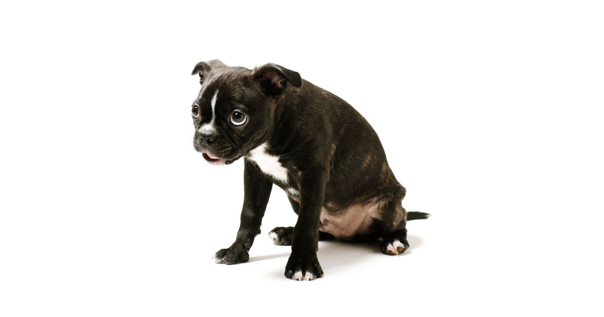 What Are the Best Pet Cleaners?