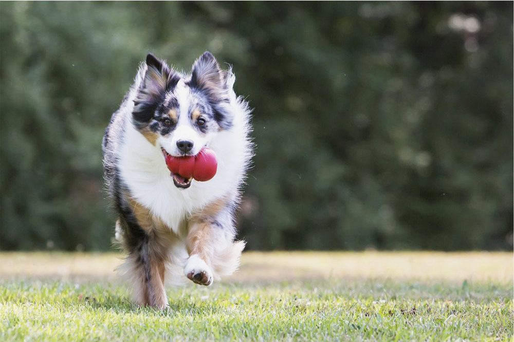 The 11 Best Dog Toys for Herding Dogs – OH Blog