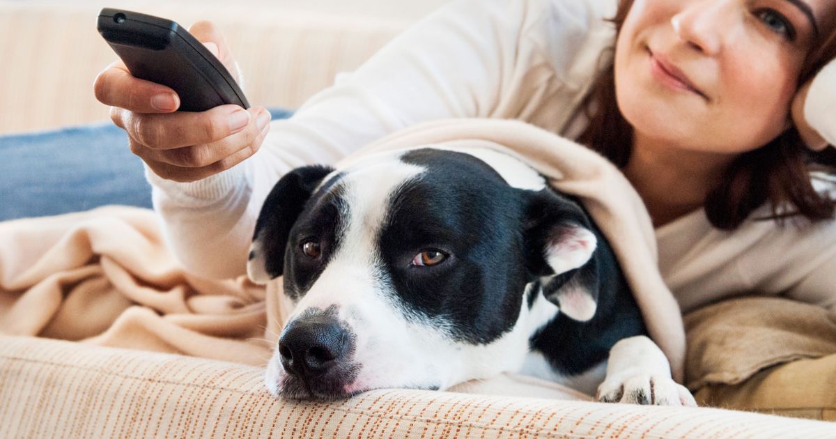 What Does My Dog Think I’m Doing When I’m Watching TV?