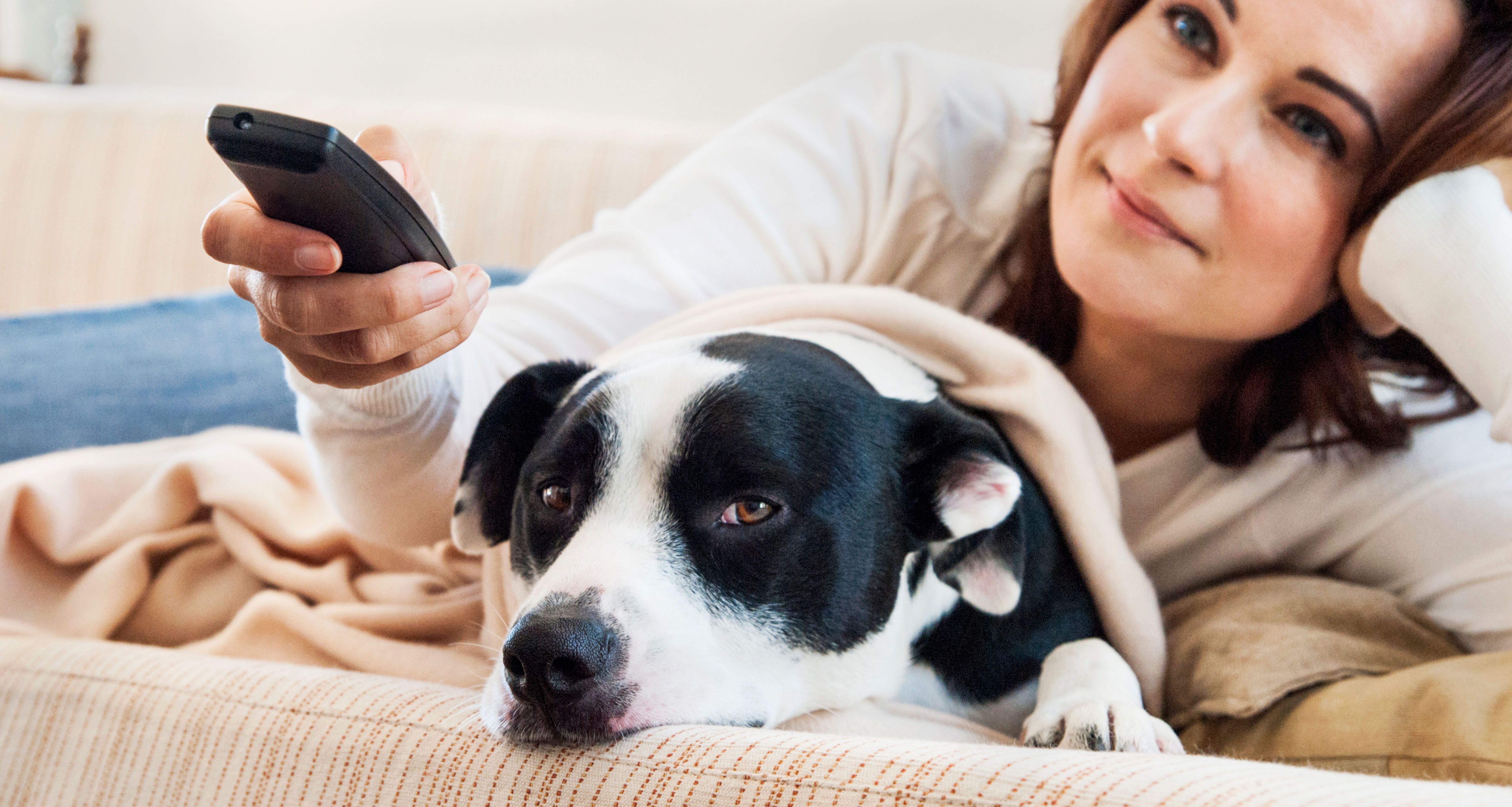 Is Your Dog Bored? - DOGTV: Television for Dogs