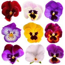 Giant Pansy Viola Flower Mix Color 200 Seeds