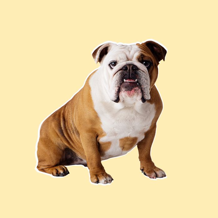 english bully dog