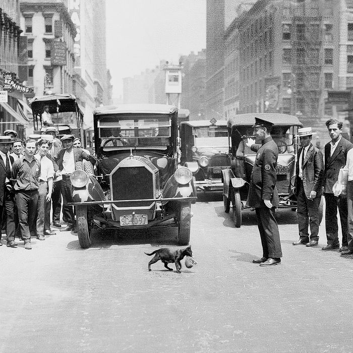 Mother cat Blackie halts traffic as she transports her five kittens, one by one, across Lafayette St. at Walker St. in lower Manhattan. Police Office James Cudmore gives a helping hand.