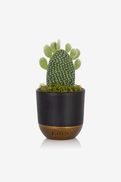 Bunny Ear Cactus in Black and Gold pot