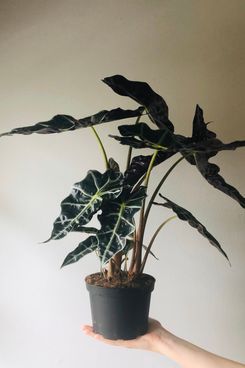 Alocasia ‘Polly’