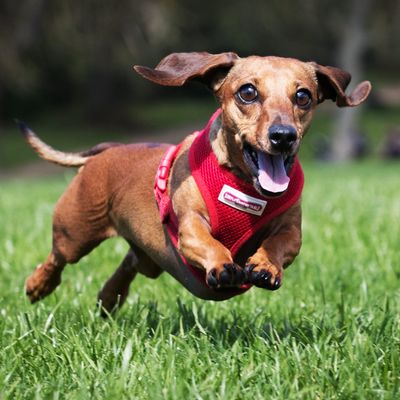 The Sausage Dog Club Meets For Its Annual Walk In Bath