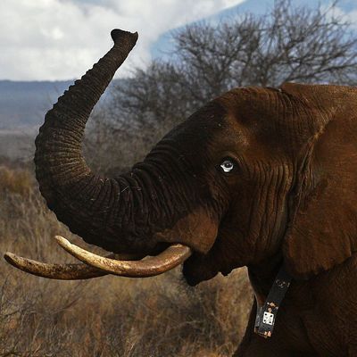 An elephant wears a fitted electronic collar at the Amboseli National Park in Kenya.