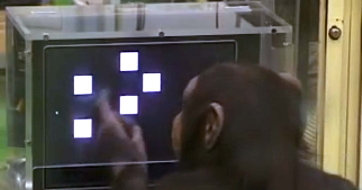 Here’s Video of a Chimp With Better Memory Than You