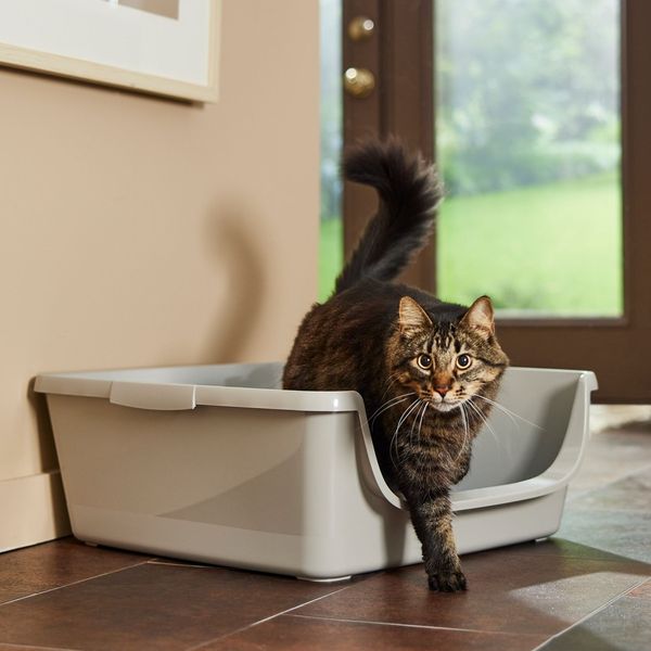 Frisco Senior Cat Litter Box - X-Large, 24-in