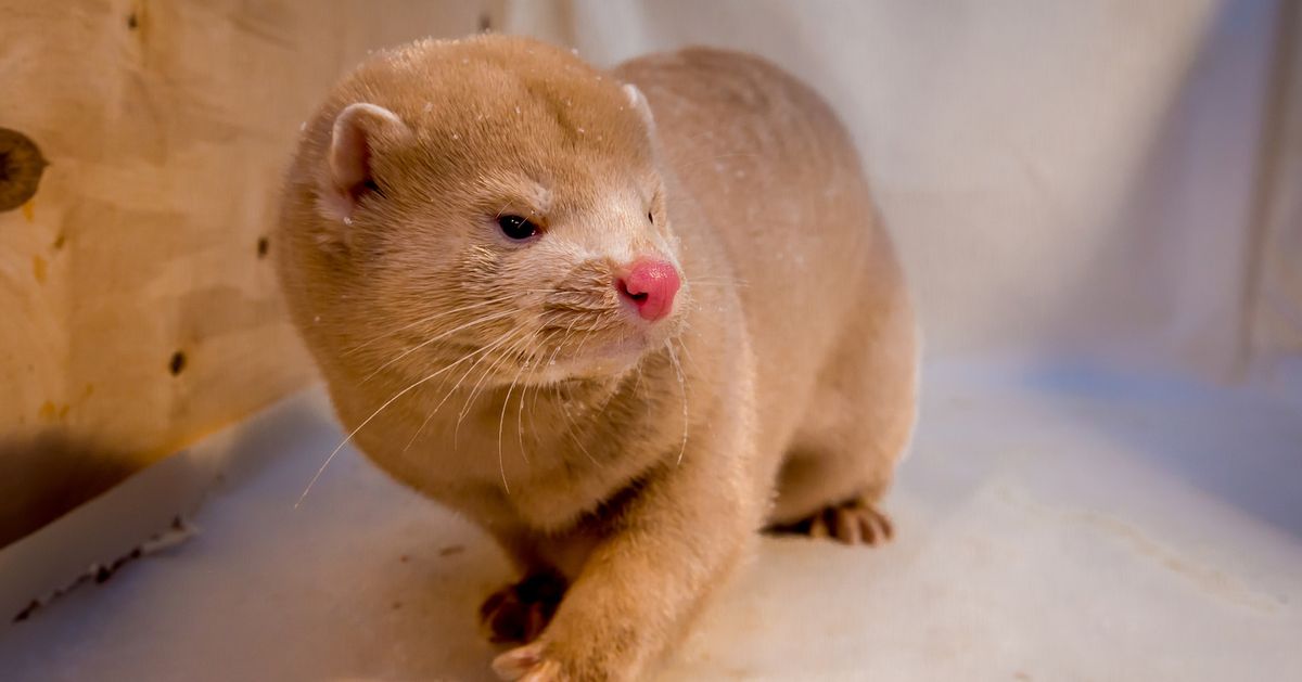 Denmark’s Slaughtered Mink Are Reportedly Rising From Their Graves