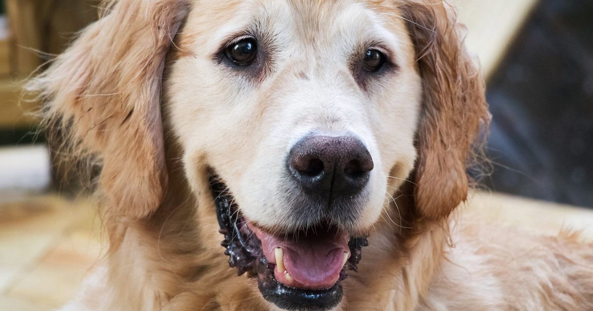 This Dog Sanctuary Is The Last Pure Place Online